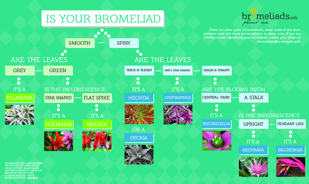 Bromeliad Identification Guide Bromeliads, Bromeliad plant, Plant care
