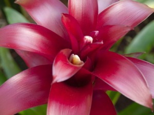 Bromeliads Care