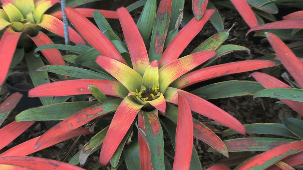 Green, Yellow, And Red Bromeliad - Bromeliad Plant Care