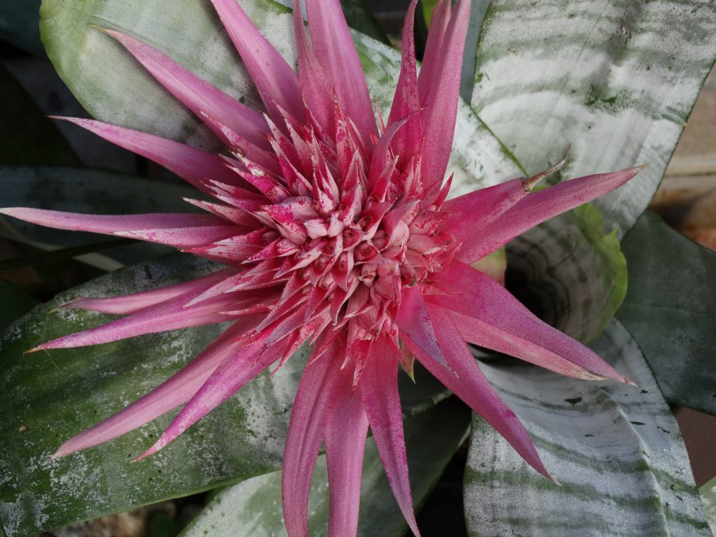 Bromeliad Aechmea | Photo of the Week | Bromeliads.info