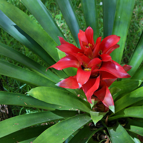 Six Common Bromeliad Varieties - Bromeliads.info