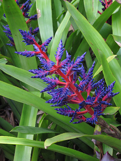 Bromeliad Blooms: The Best of the Best